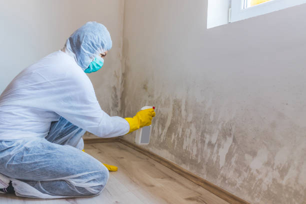 Licensed Crawl Space Mold Removal service in Georgetown, CO - WQB Mold Removal