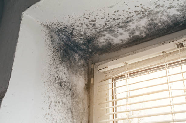 Affordable Crawl Space Mold Removal solutions in Georgetown, CO