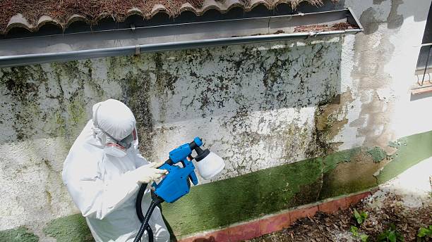 Top rated local Crawl Space Mold Removal specialists in Georgetown, CO